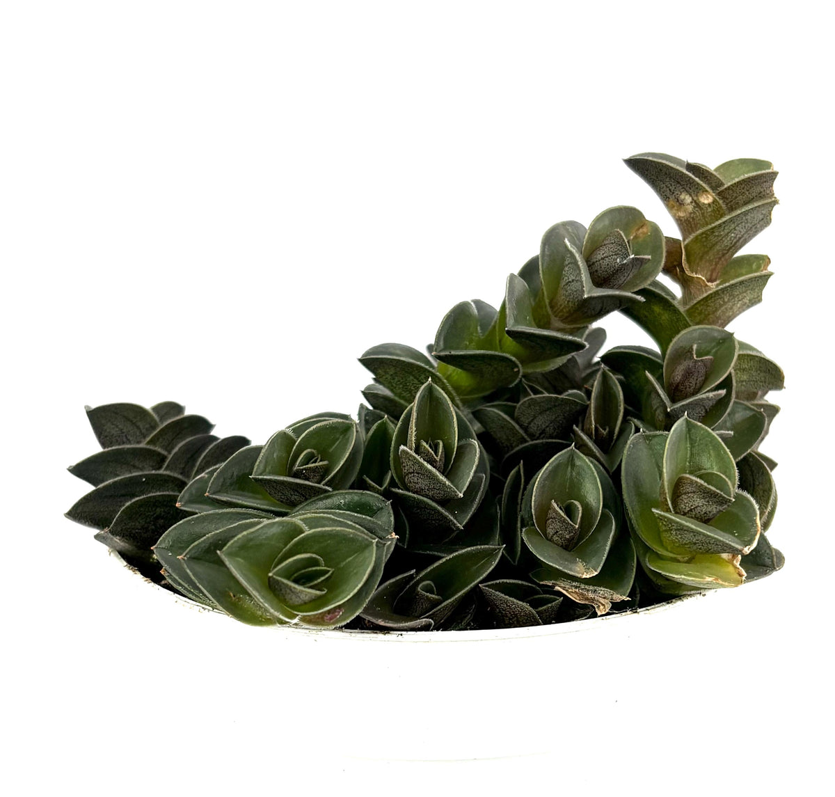Green tradescantia plant in a pot on a white background 
