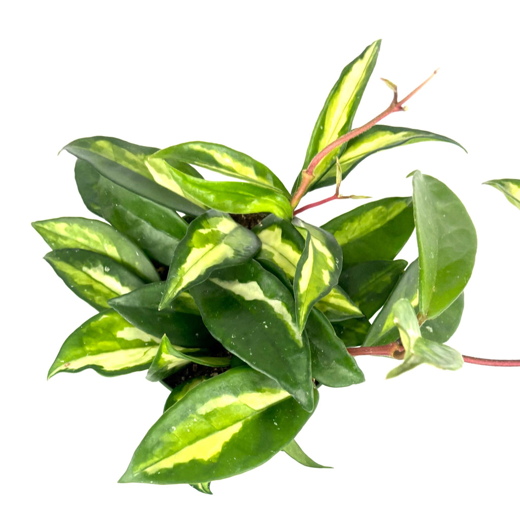 Hoya carnosa Krimson Princess, 4-Inch Pot
