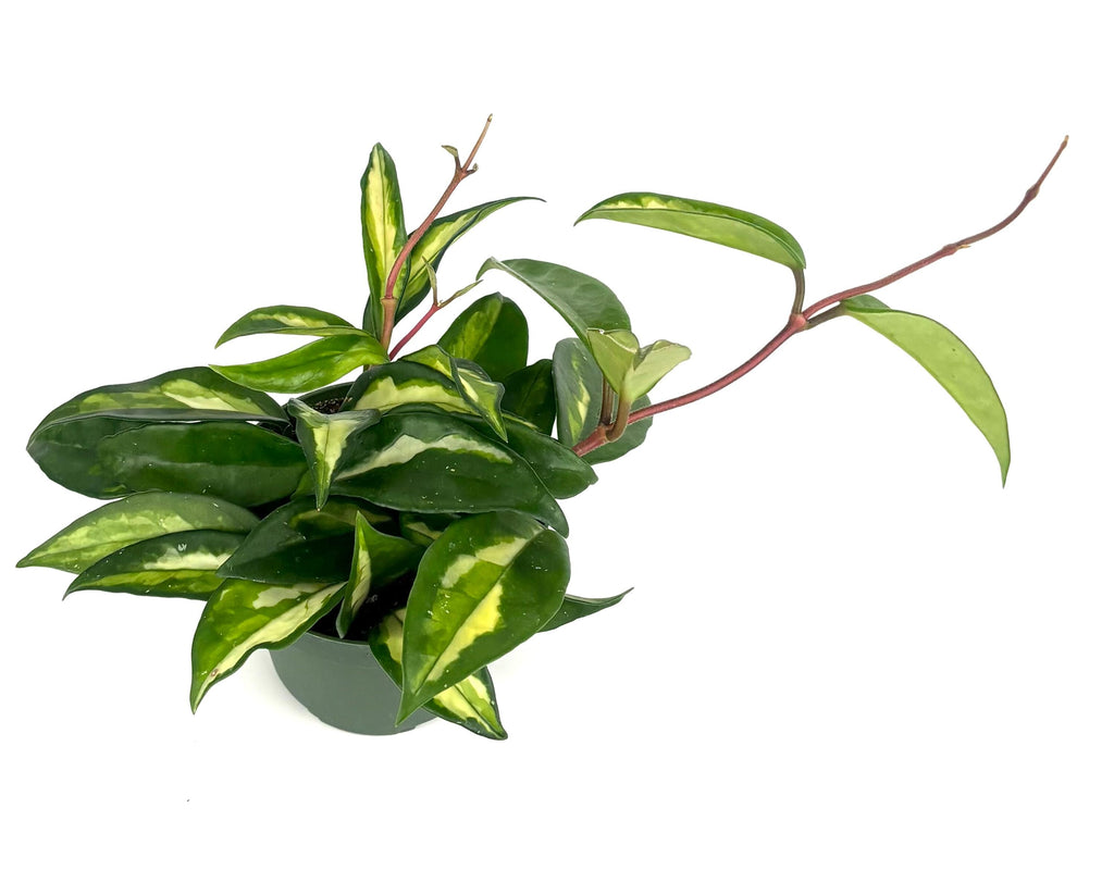 Hoya carnosa Krimson Princess, 4-Inch Pot