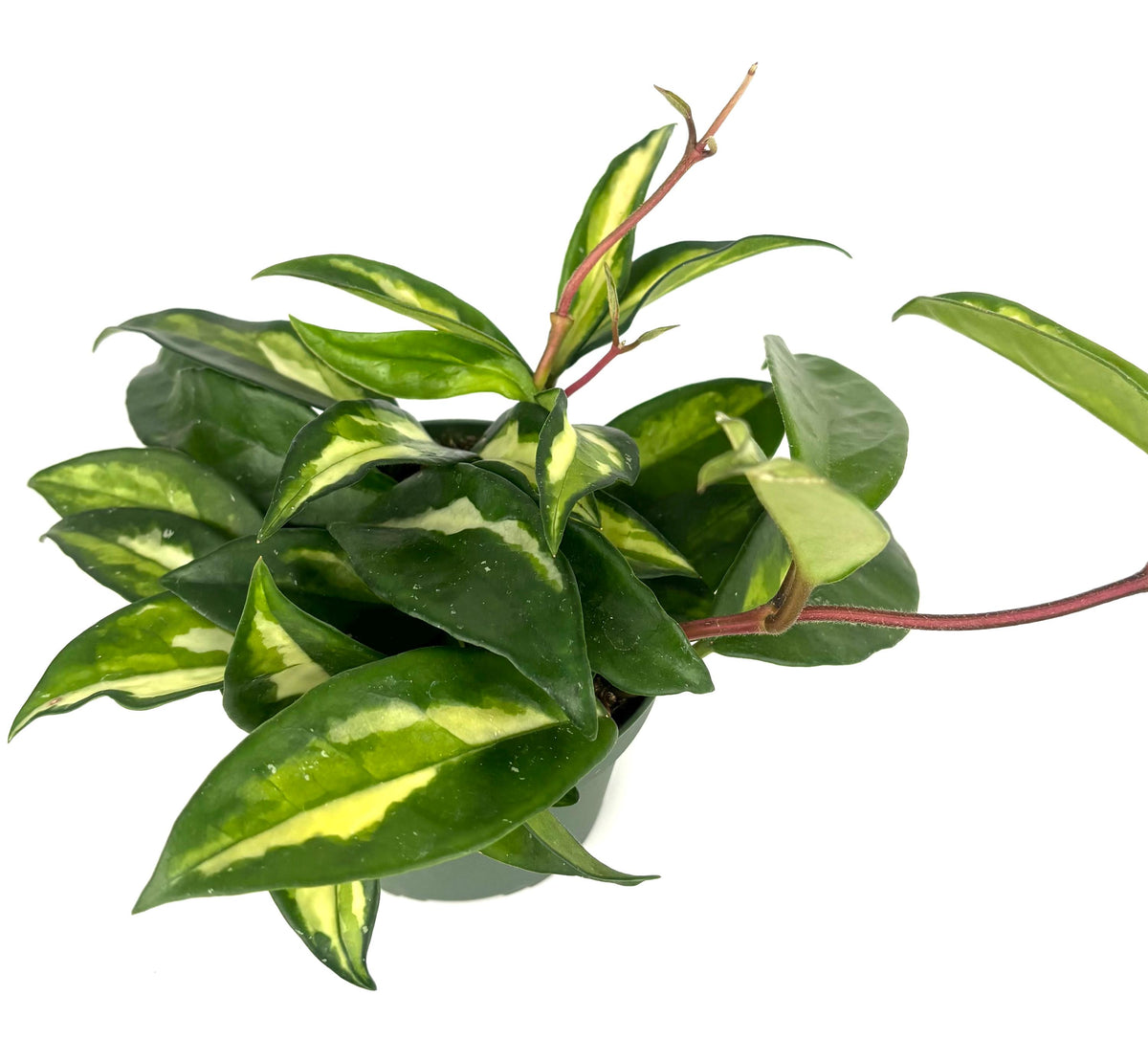 Hoya carnosa Krimson Princess, 4-Inch Pot