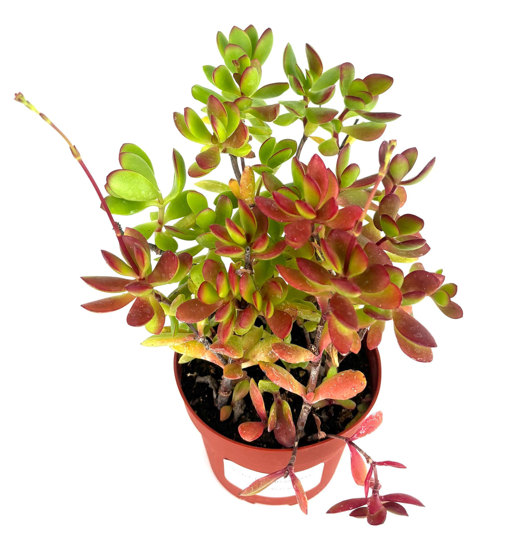 Potted red-carpet plant with green and red leaves on a white background