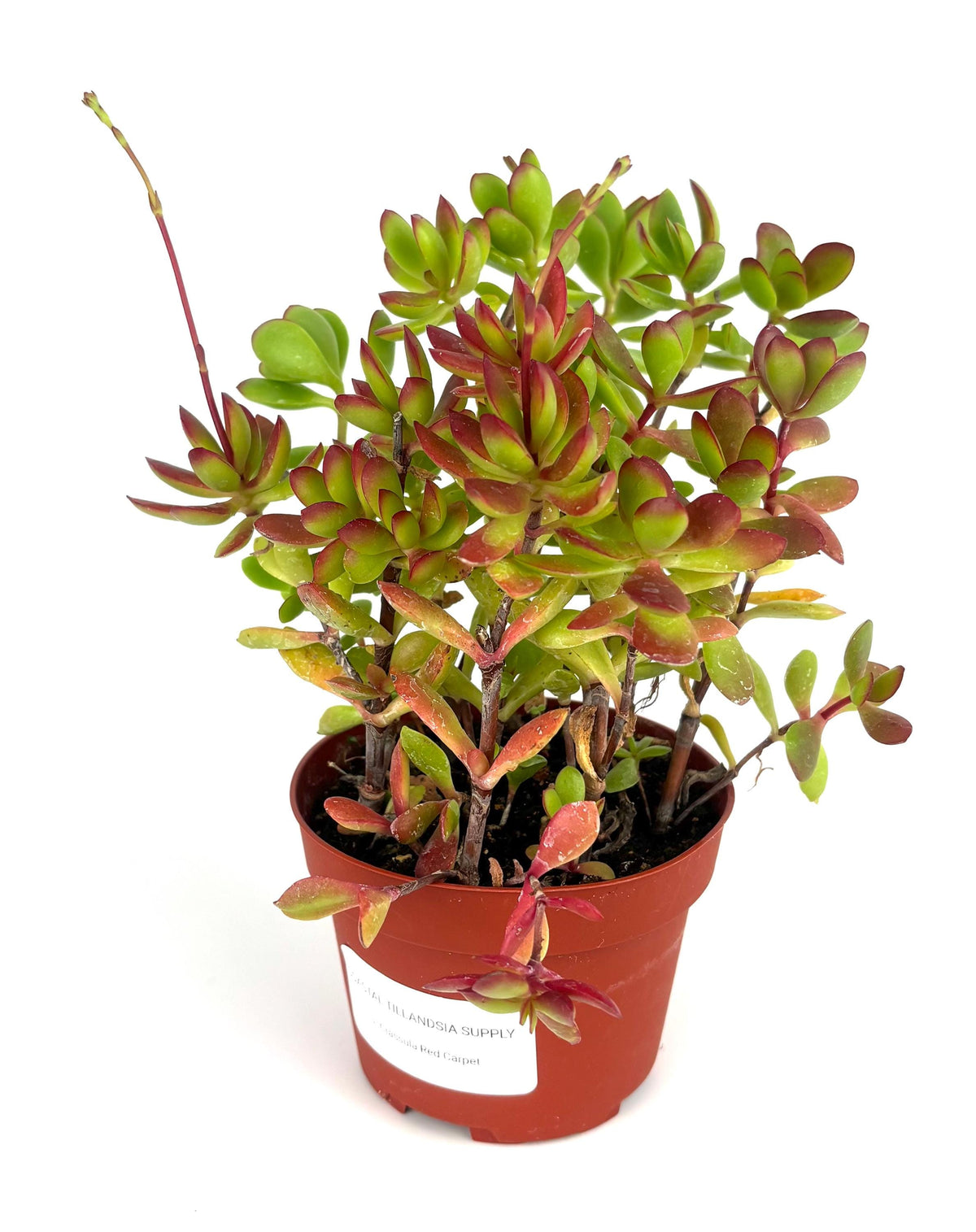 Potted red carpet crassula plant with red and green leaves on a white background