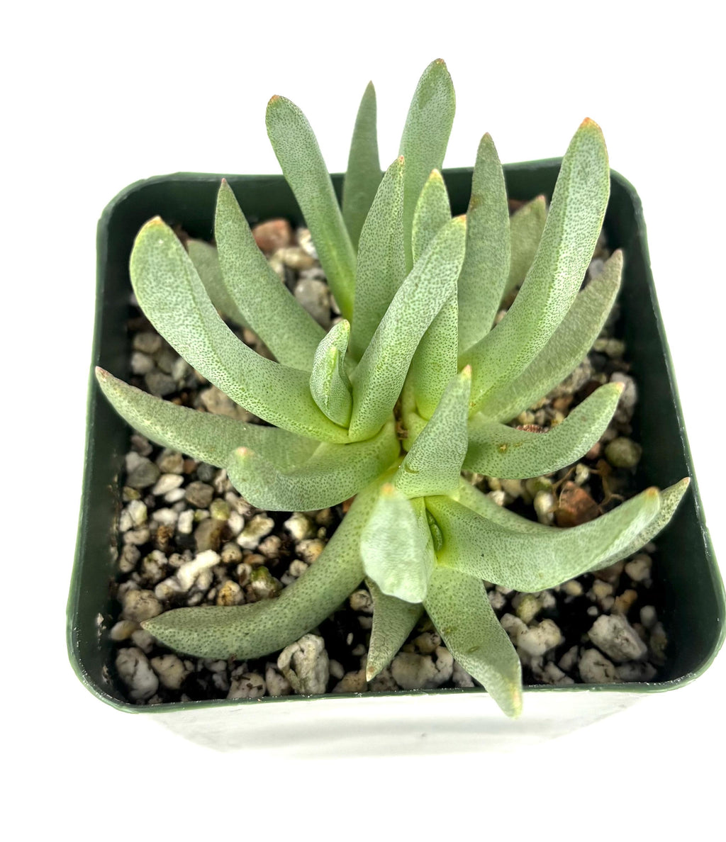 Green Ebracteola wilmaniae succulent plant in a pot with a white background