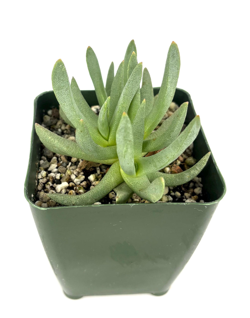 Green Ebracteola wilmaniae potted succulent plant on a white background