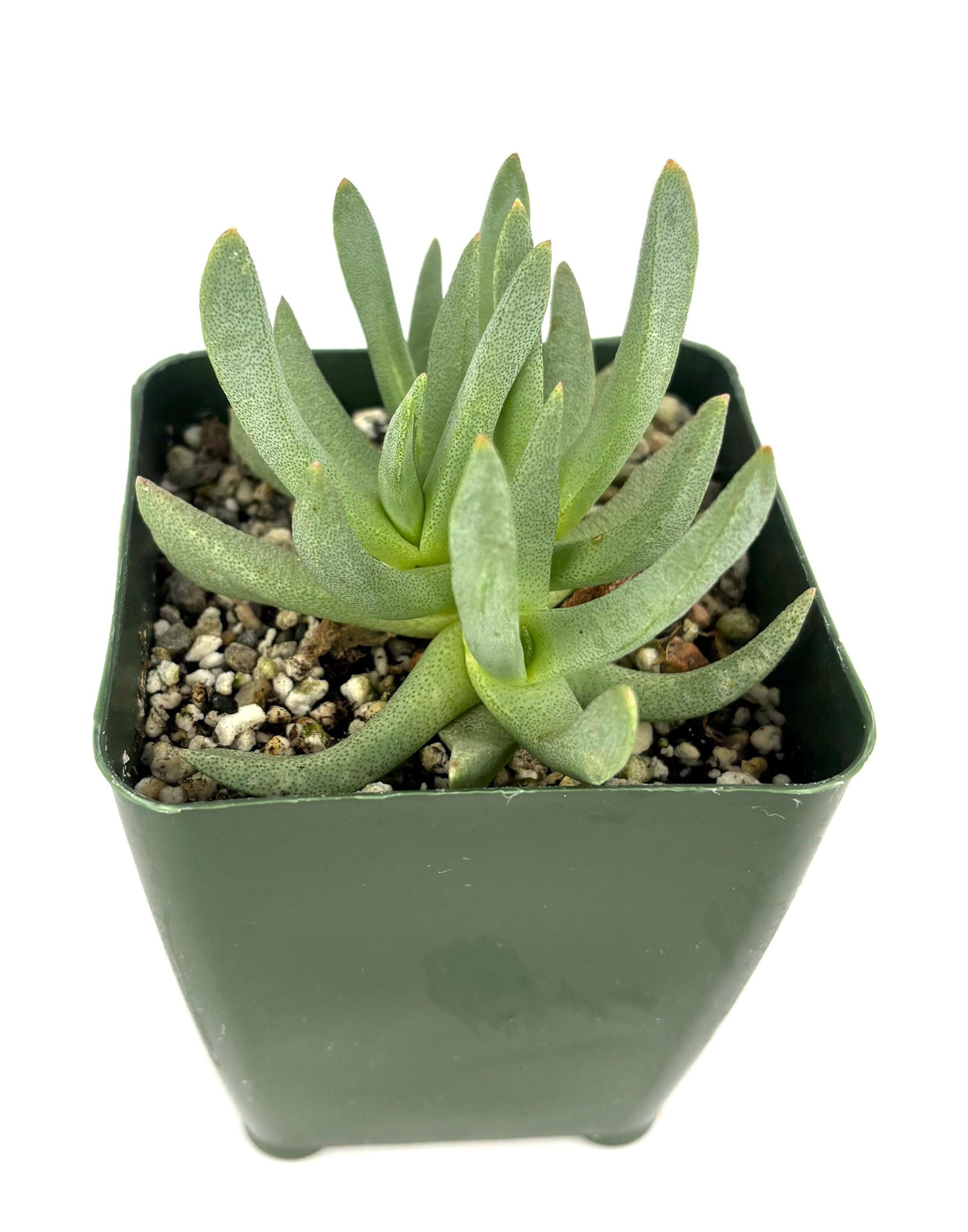 Green Ebracteola wilmaniae potted succulent plant on a white background