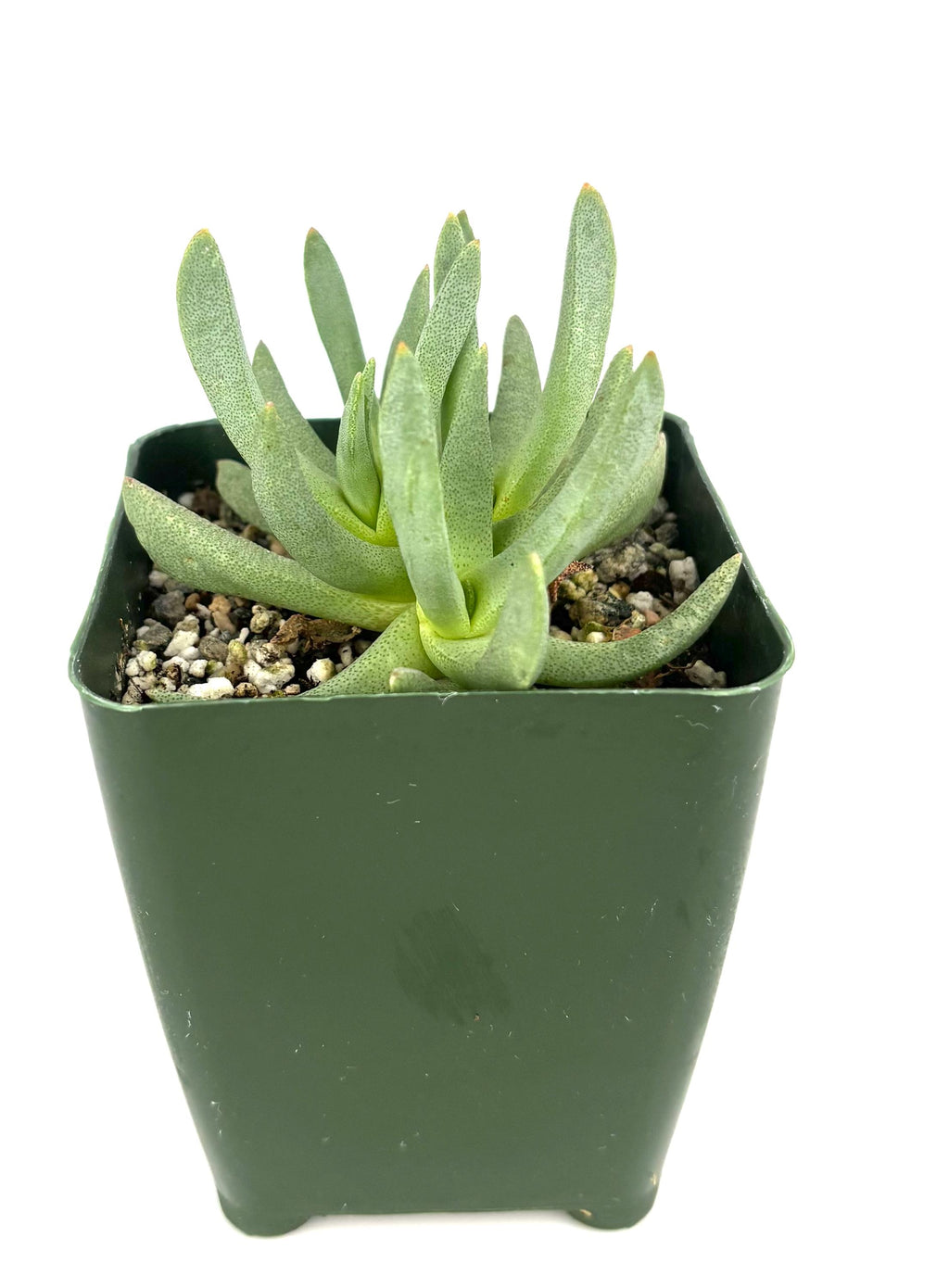 Green potted Ebracteola wilmaniae succulent plant on a white background