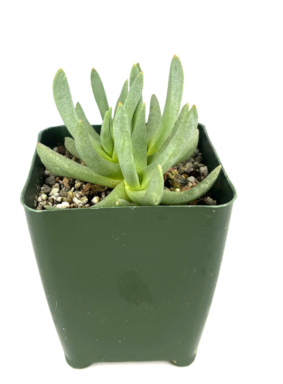 Green potted Ebracteola wilmaniae succulent plant on a white background