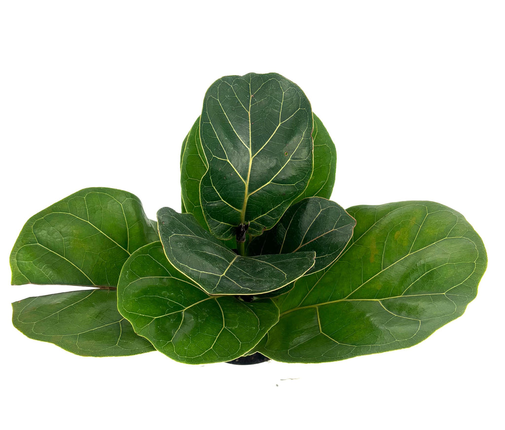 Fiddle leaf fig plant on a white background