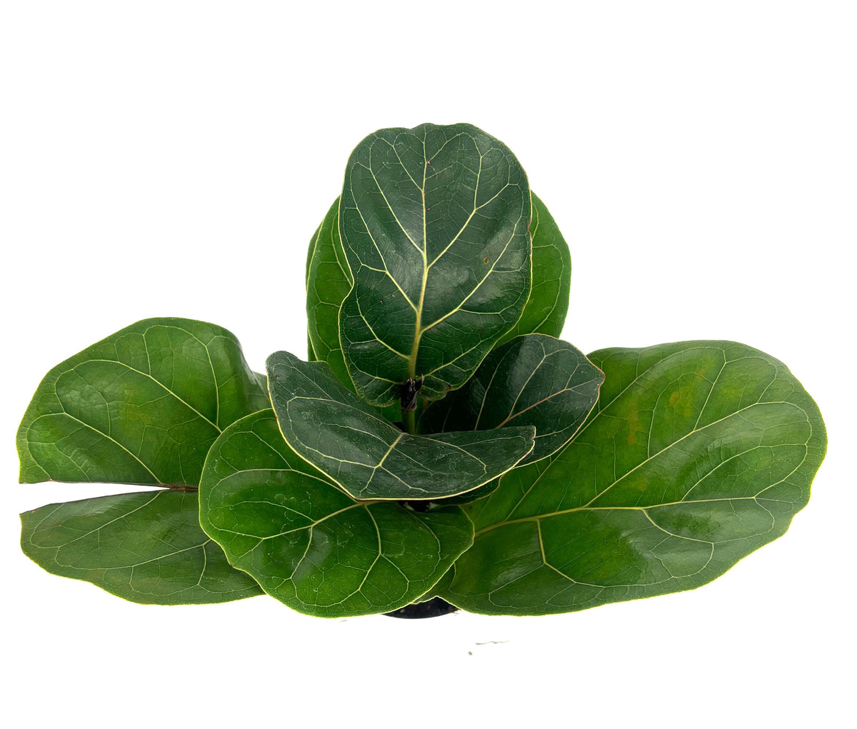 Fiddle leaf fig plant on a white background