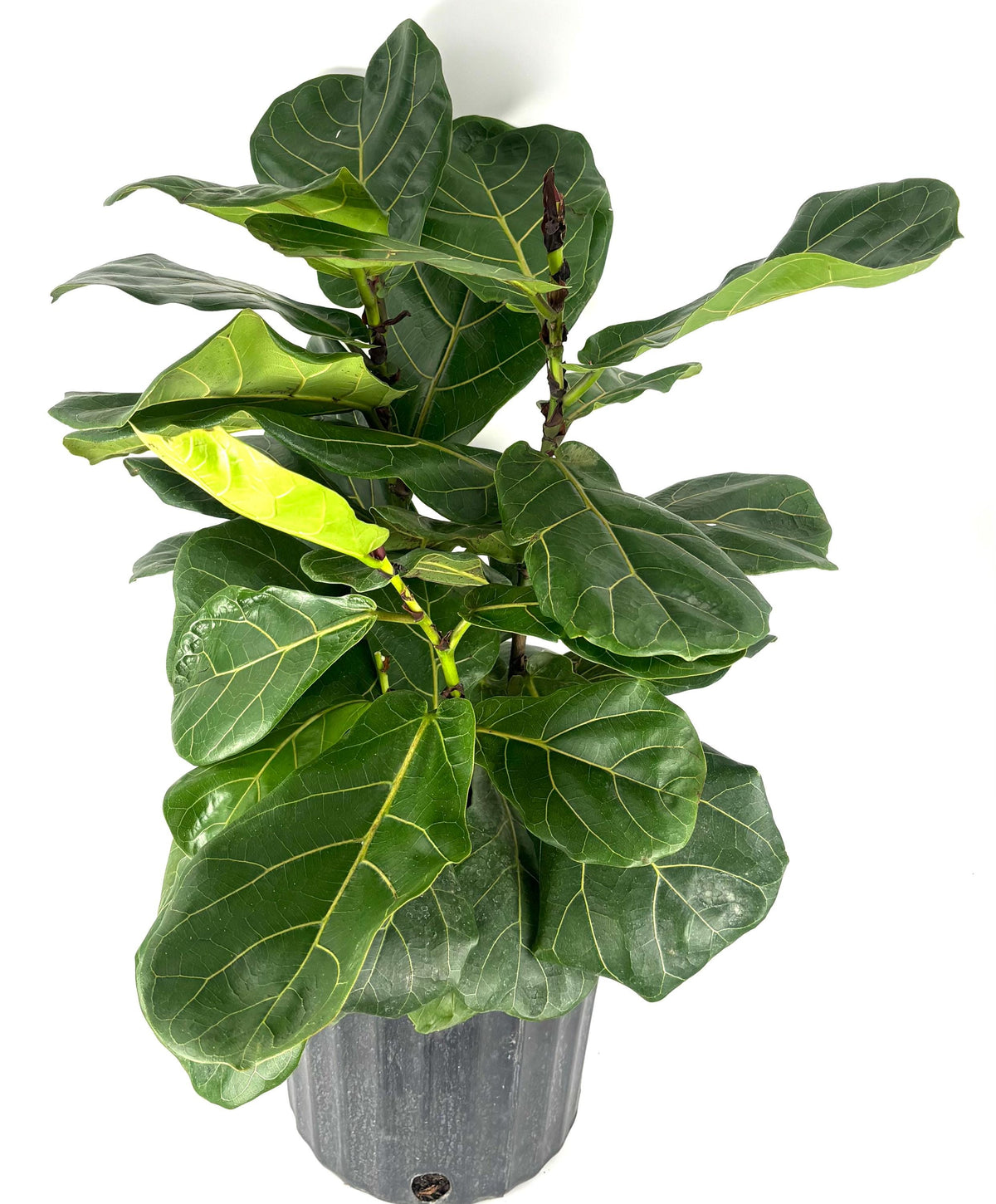 Potted fiddle leaf fig plant on a white background