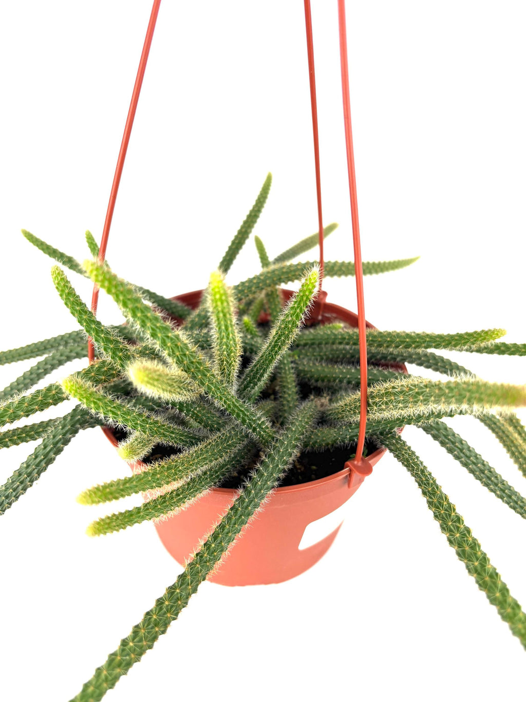 Hanging rat tail cactus with long green leaves in a pink pot on a white background