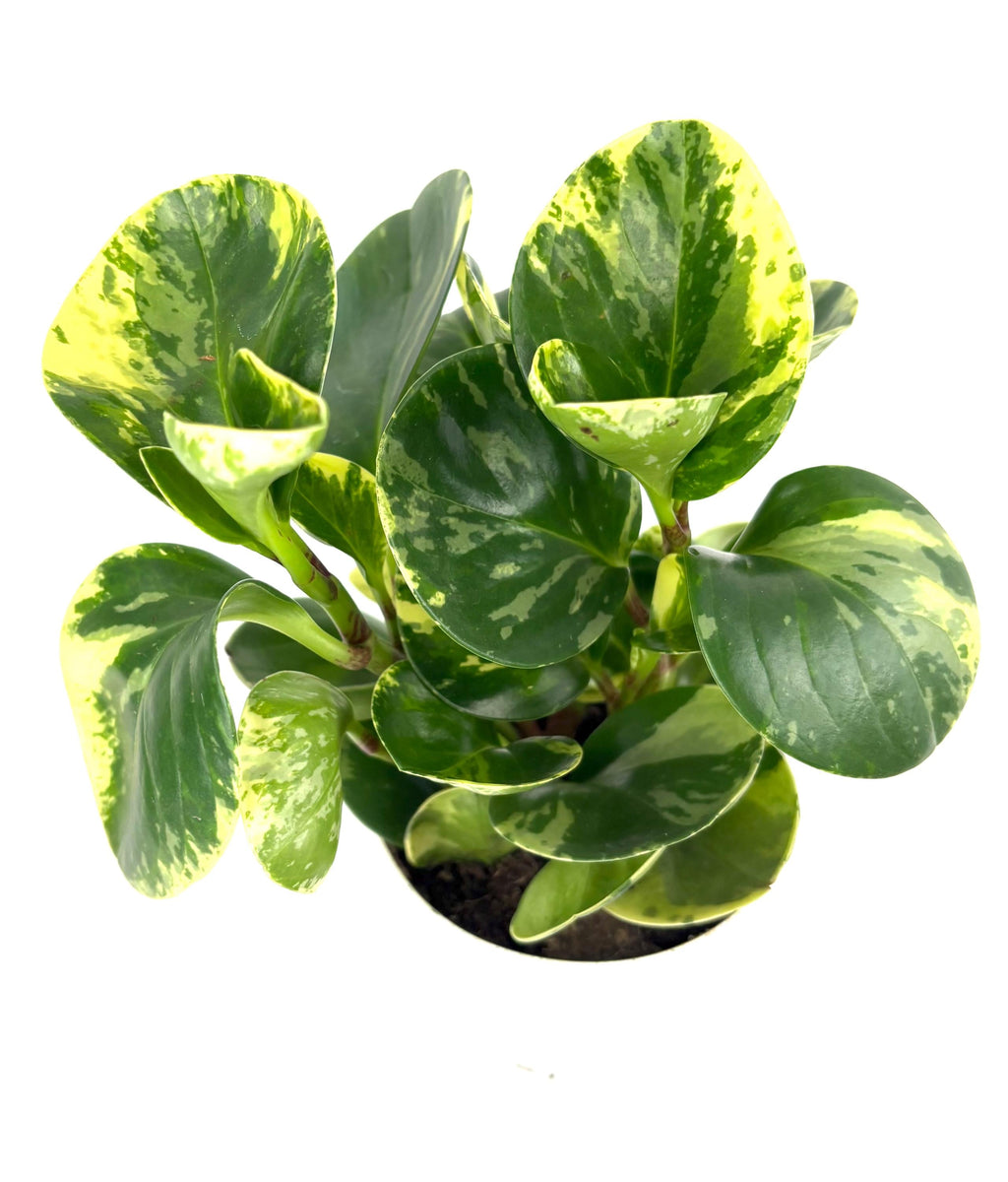 Variegated peperomia green and yellow potted plant on a white background