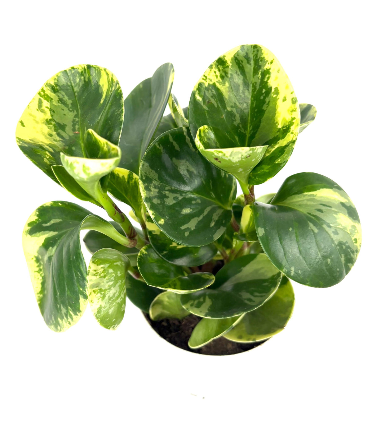 Variegated peperomia green and yellow potted plant on a white background