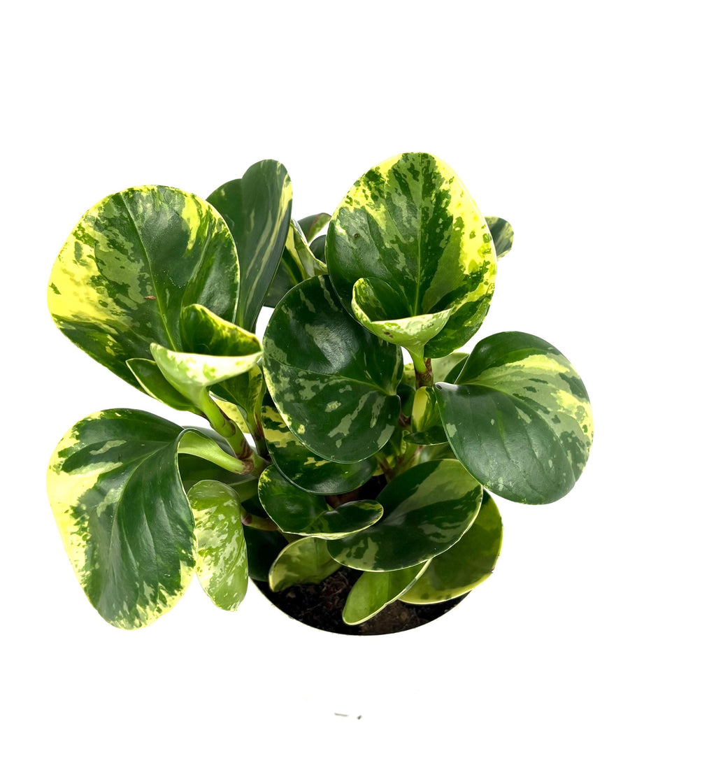 Potted plant with green and yellow leaves on a white background