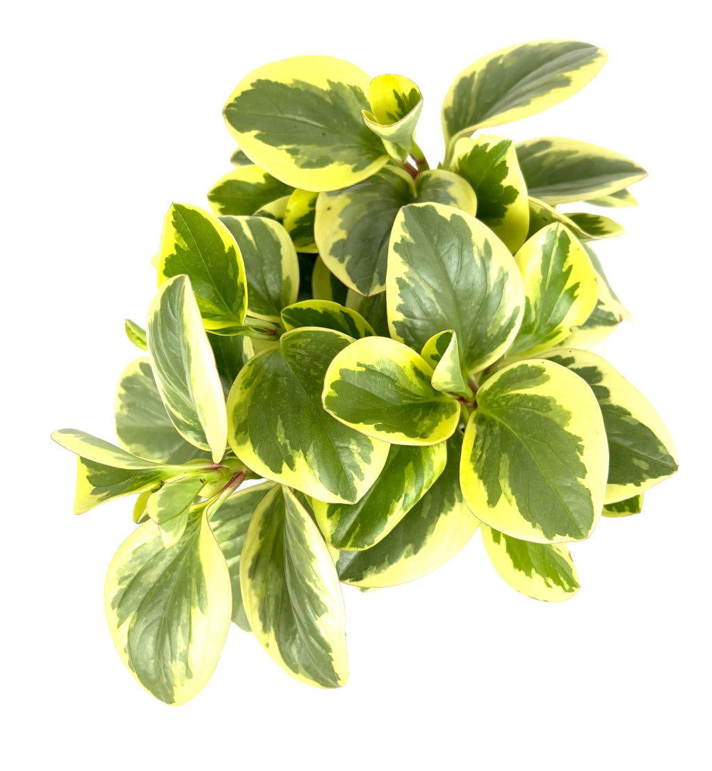 Variegated peperomia optian bicolor green and yellow leaves on a white background