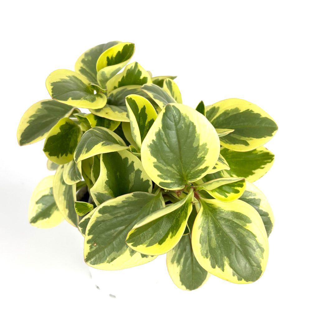 Variegated optian bicolor green and yellow leaf plant on a white background