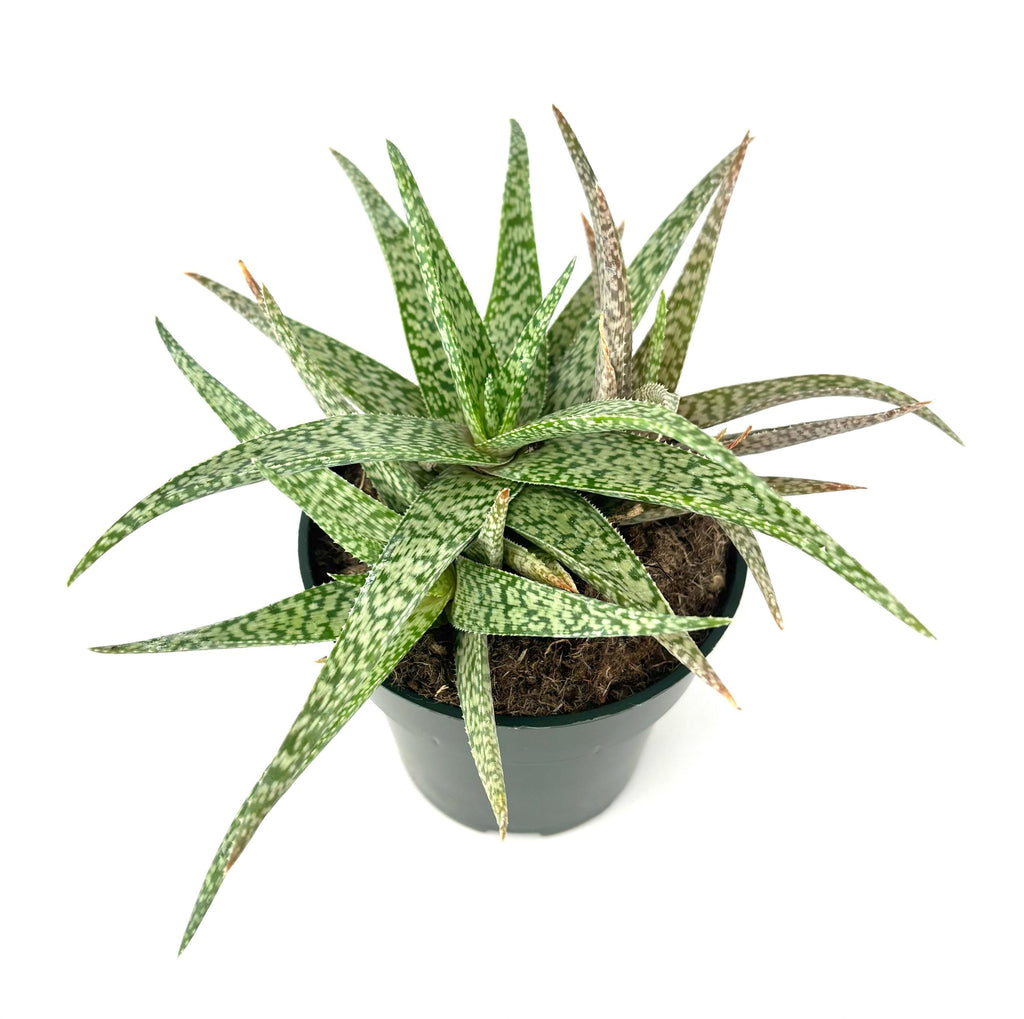 Potted succulent Aloe White Beauty with spotted leaves on a white background