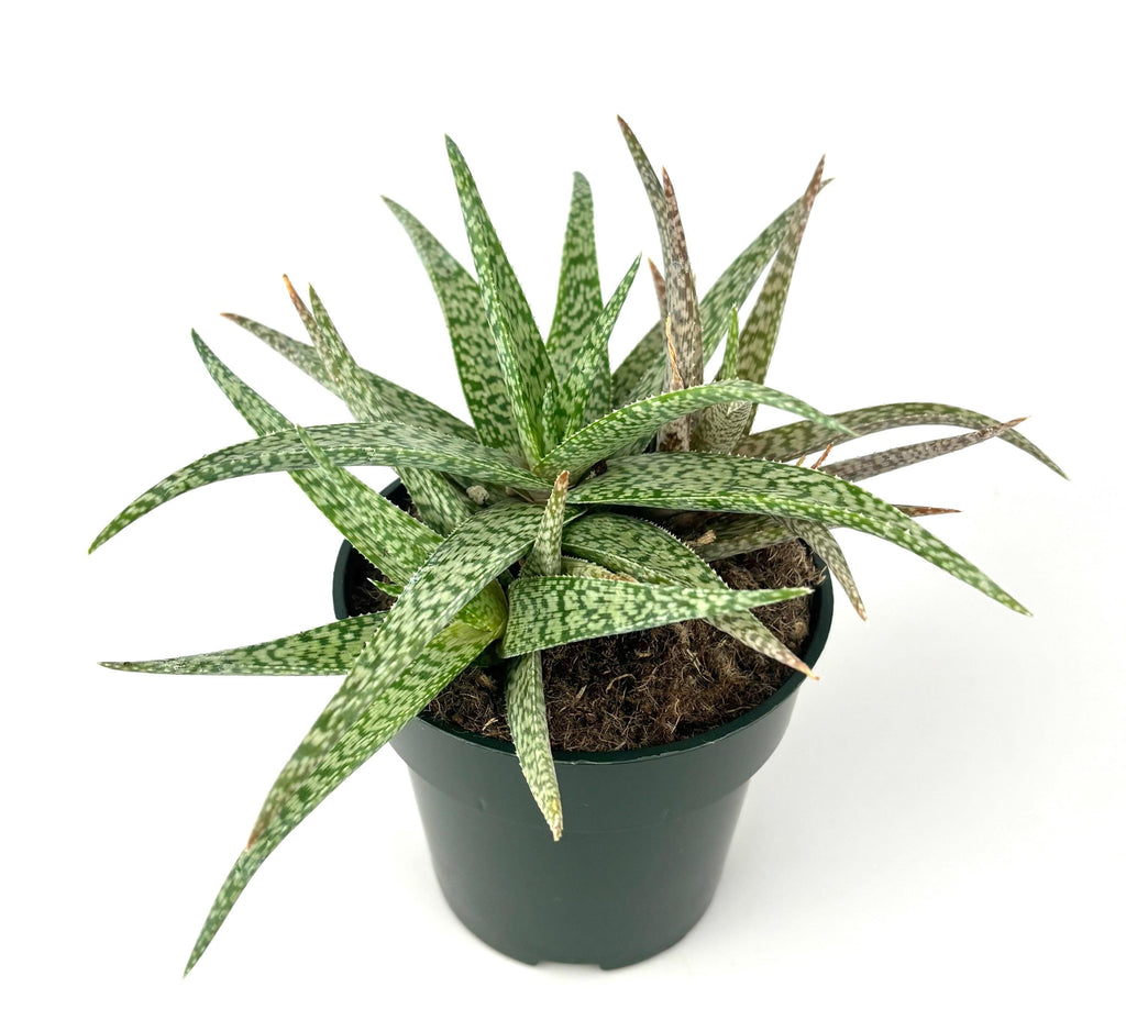 Aloe White Beauty Potted plant with green leaves on a white background