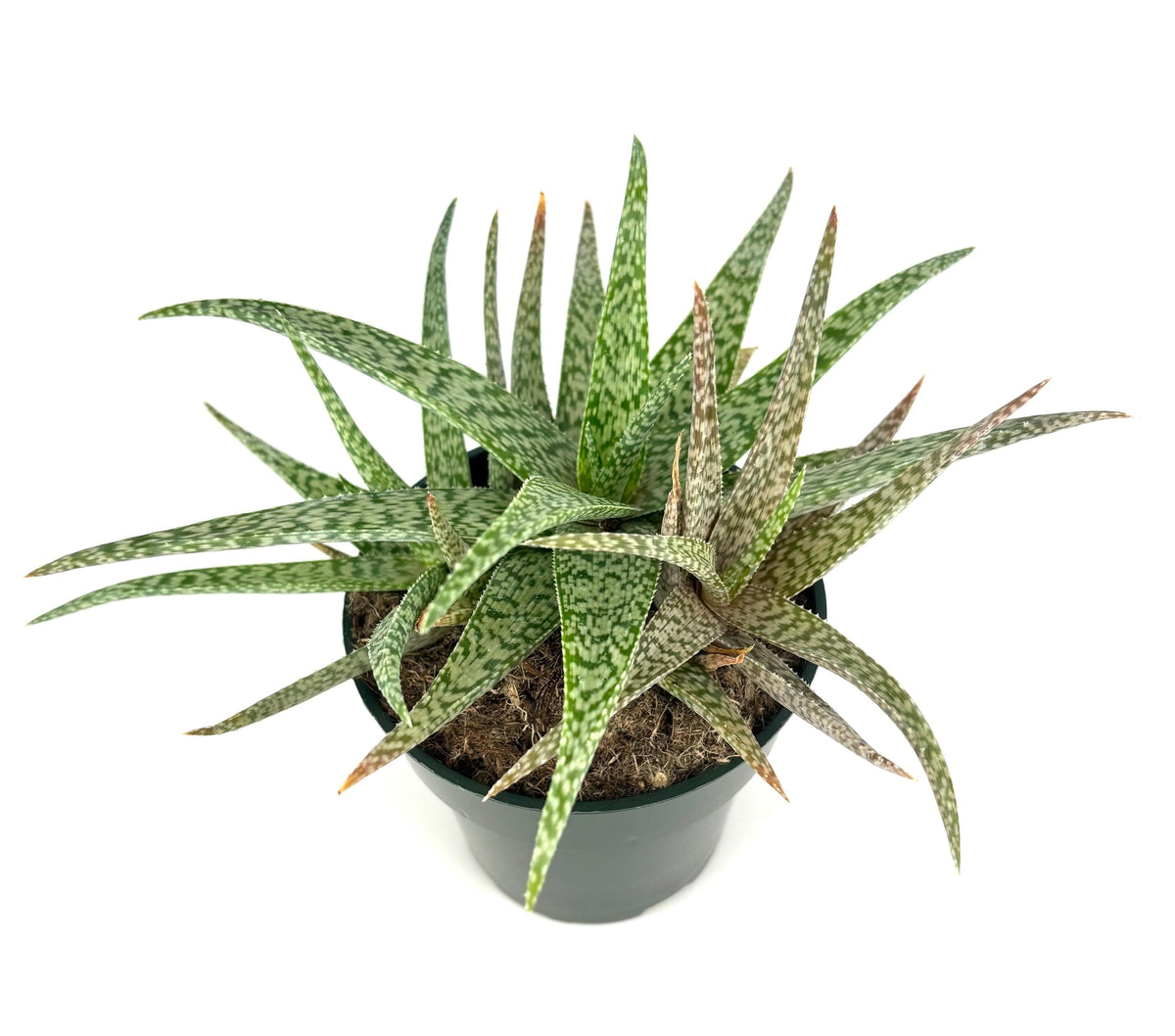 Potted Aloe White Beauty succulent plant with green leaves on a white background