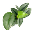 Green leafy treubii moonlight pothos plant on a white background
