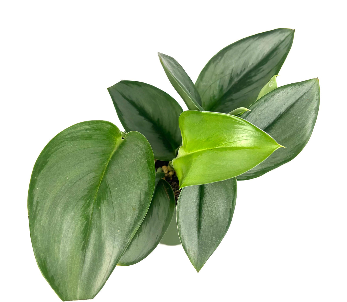 Green leafy treubii moonlight pothos plant on a white background