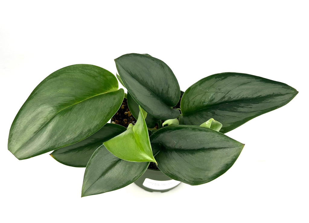 Green  treubii Moonlight potted plant on a white background