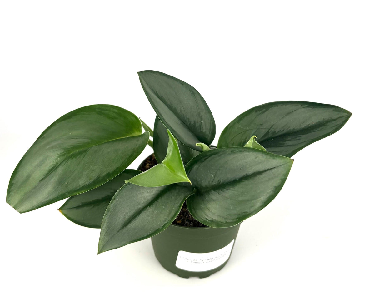 Potted  treubii Moonlight plant with dark green leaves on a white background
