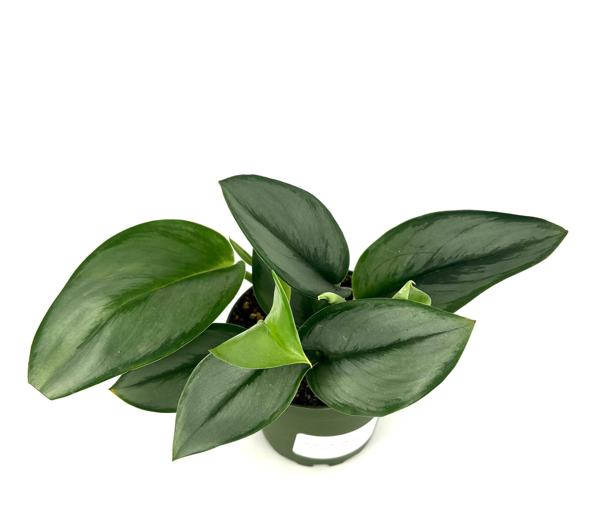Potted plant with green leaves on a white background