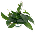 Green hoya karnosa potted plant on a white background