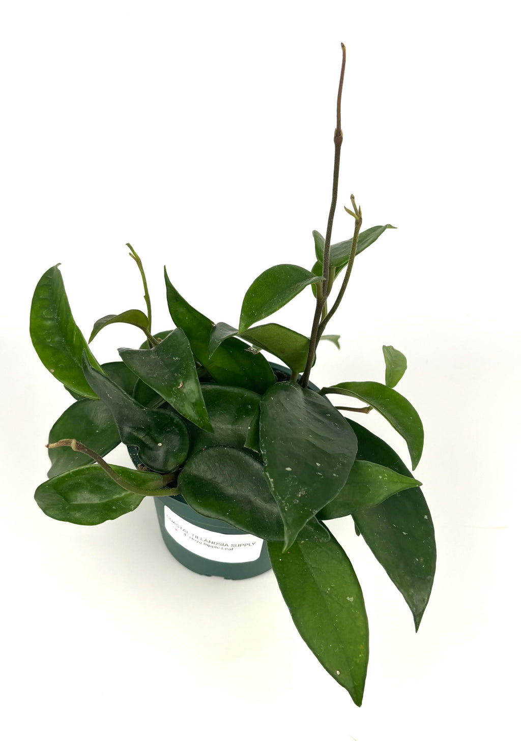Green potted plant on a white background