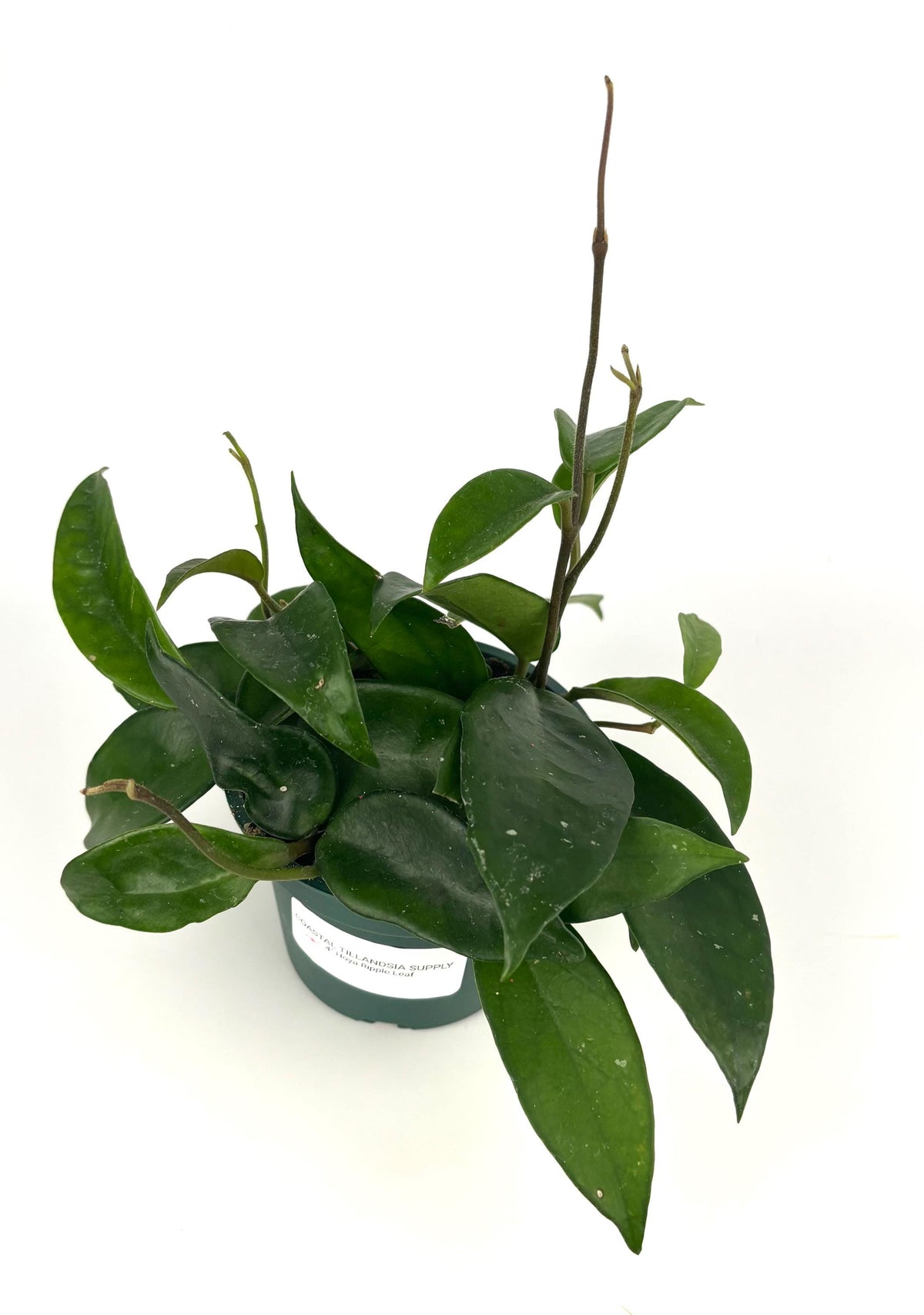 Green potted plant on a white background