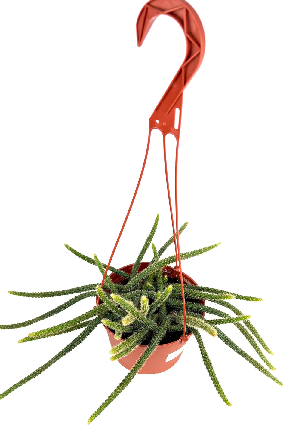Red plant hanger with a green potted rat tail cactus on a white background