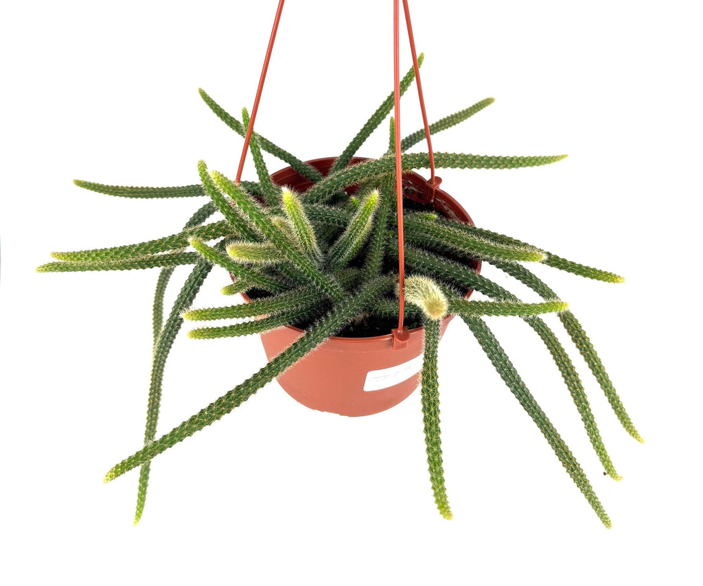 Hanging rat tail cactus in a pot on a white background