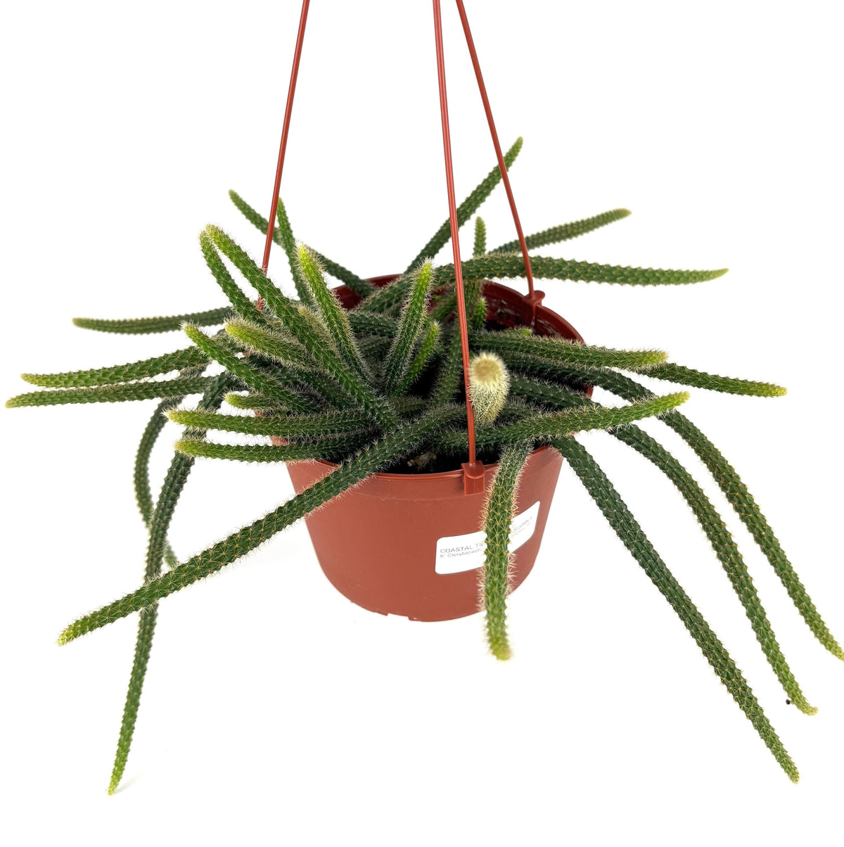 Hanging potted rat tail cactus plant with long green leaves on a white background