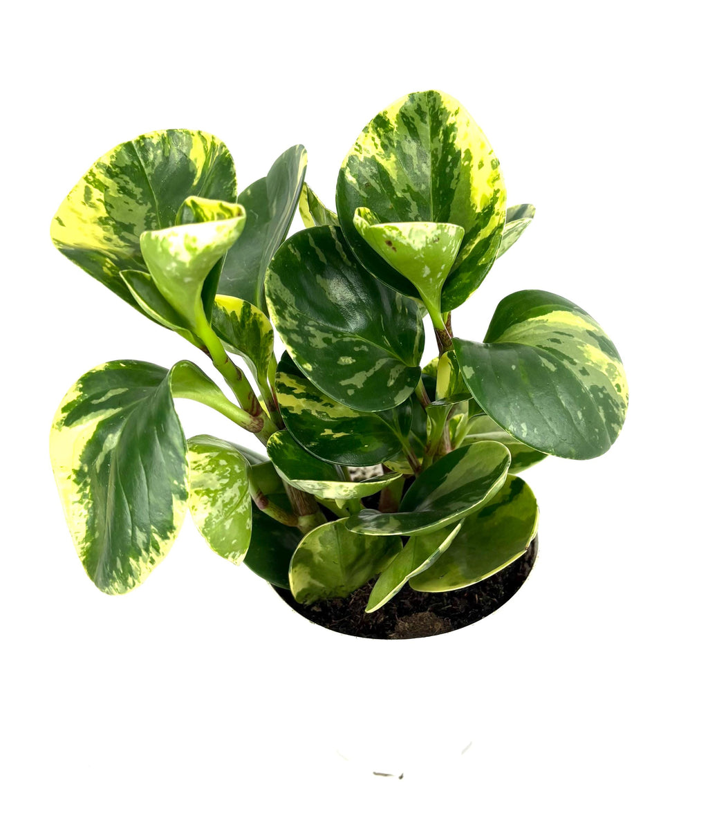 Potted peperomia marble plant with green and yellow leaves on a white background
