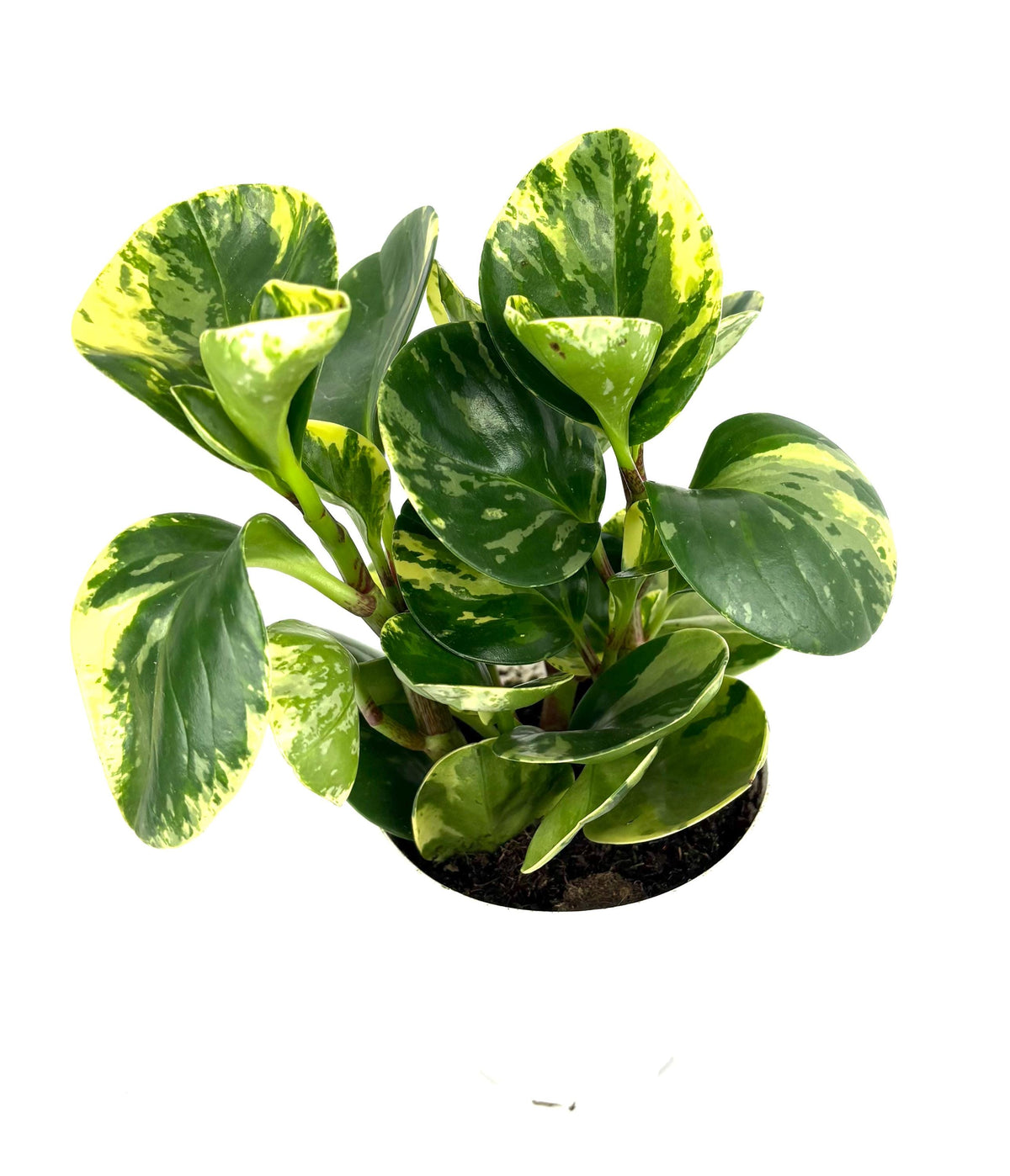 Potted peperomia marble plant with green and yellow leaves on a white background