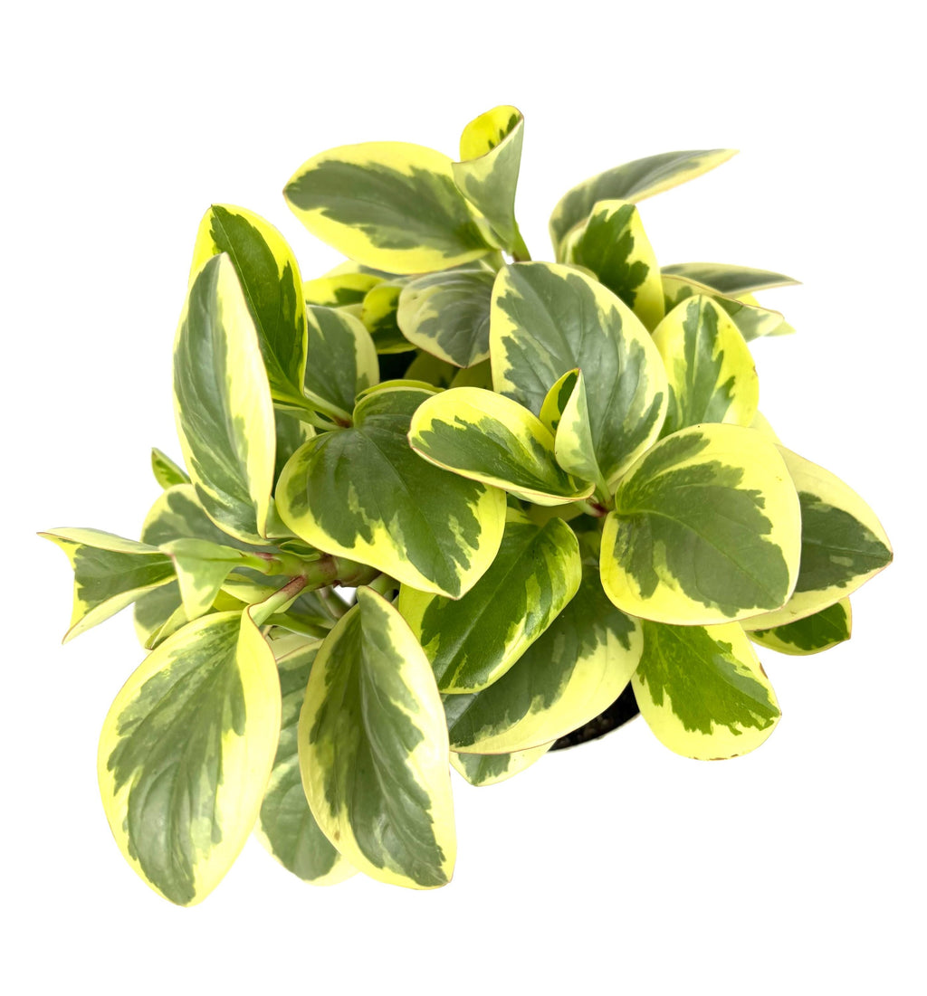 Variegated peperomia optian green and yellow leaves on a white background