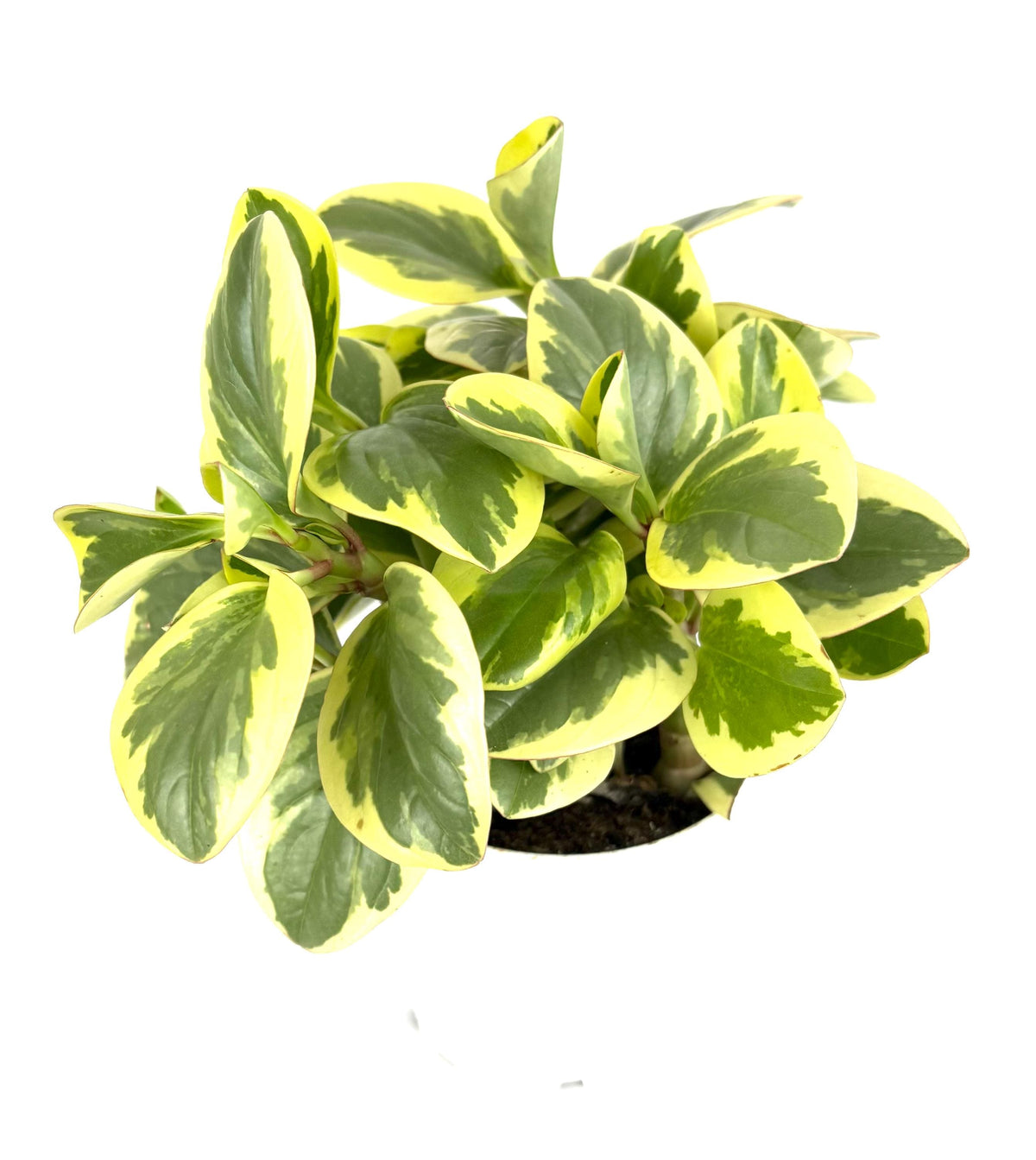 Variegated peperomia green and yellow potted plant on a white background