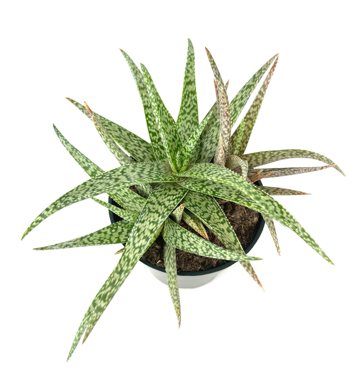 Potted Aloe White Beauty plant with green and brown leaves on a white background