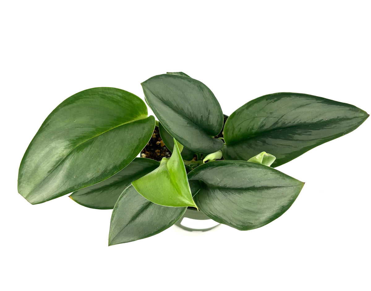  treubii Moonlight Green potted plant on a white background