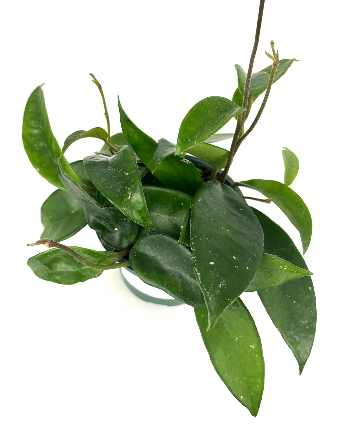 Green leafy plant in a pot on a white background