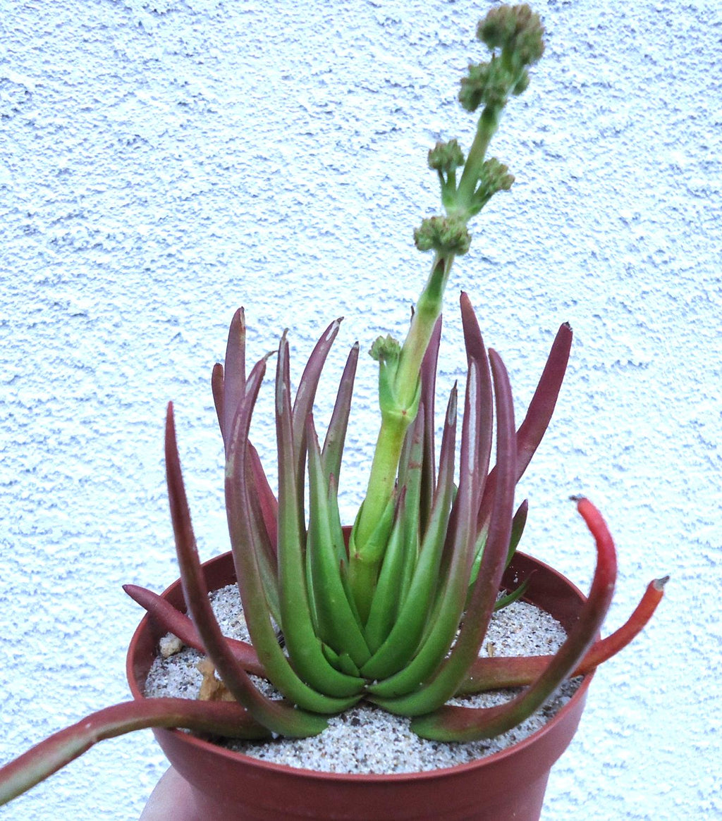 Crassula Devil’s Horns (Crassula hirta), 4-Inch Pot — original Etsy listing photo 4