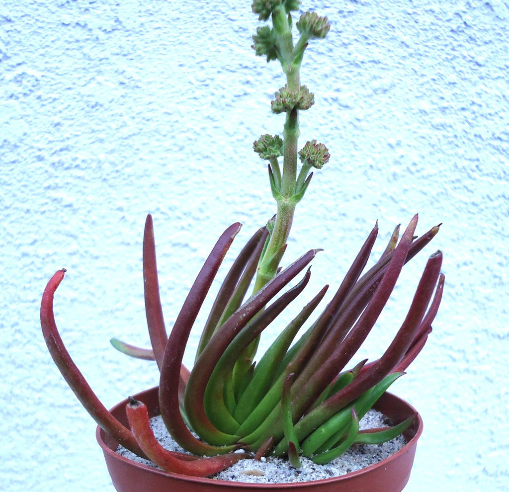 Crassula Devil’s Horns (Crassula hirta), 4-Inch Pot — original Etsy listing photo 5