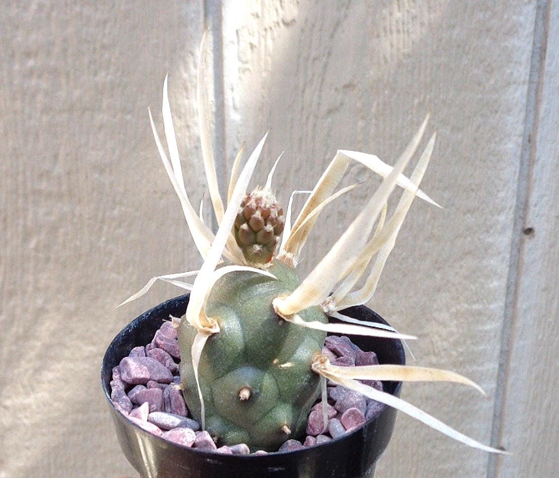 Paper Spine Cactus, 2-Inch Pot — original Etsy listing photo 5