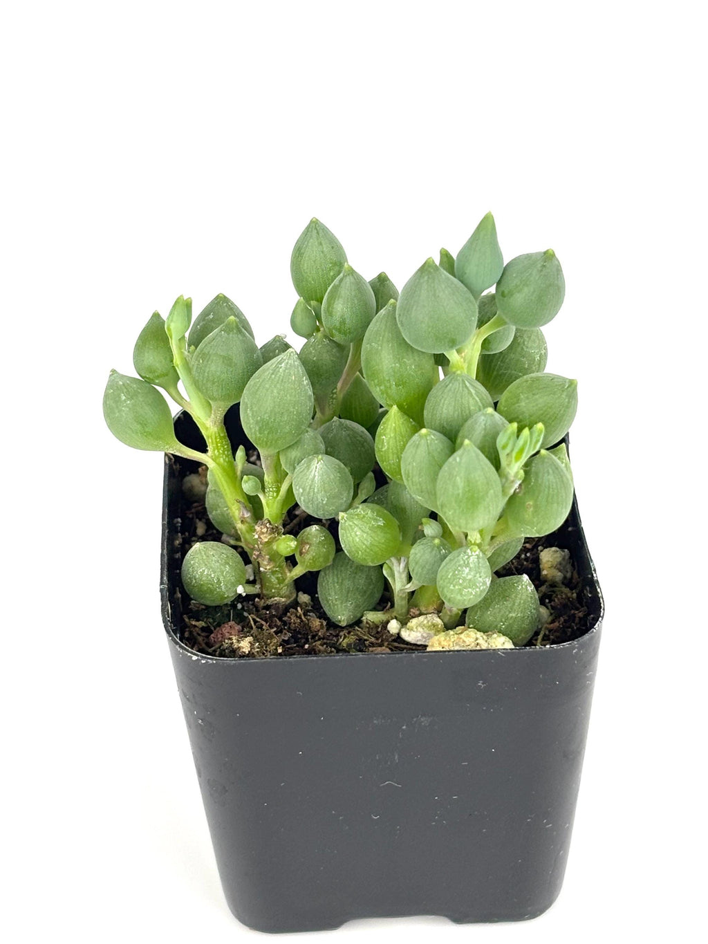 String of Lemons (Senecio citriformis), 4-Inch Pot — original Etsy listing photo 4