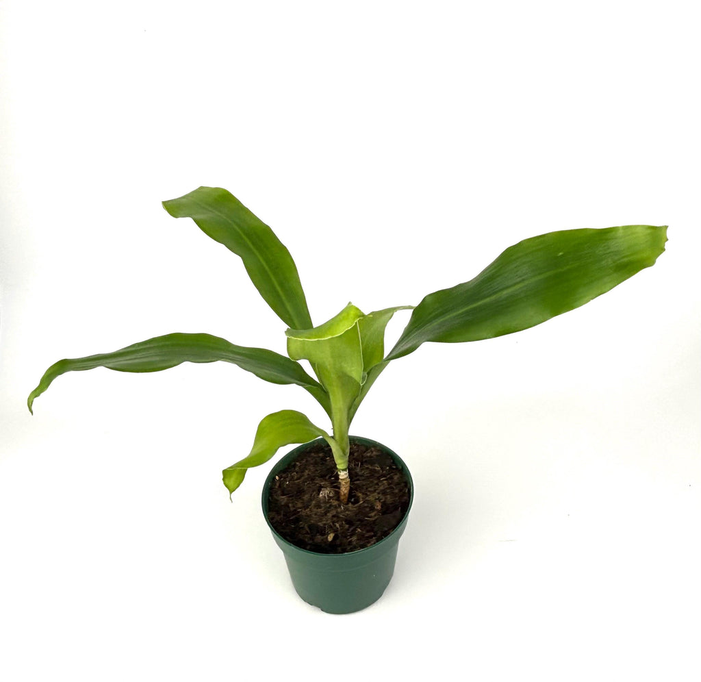 Dracaena Dhara Singh, 4-Inch Pot