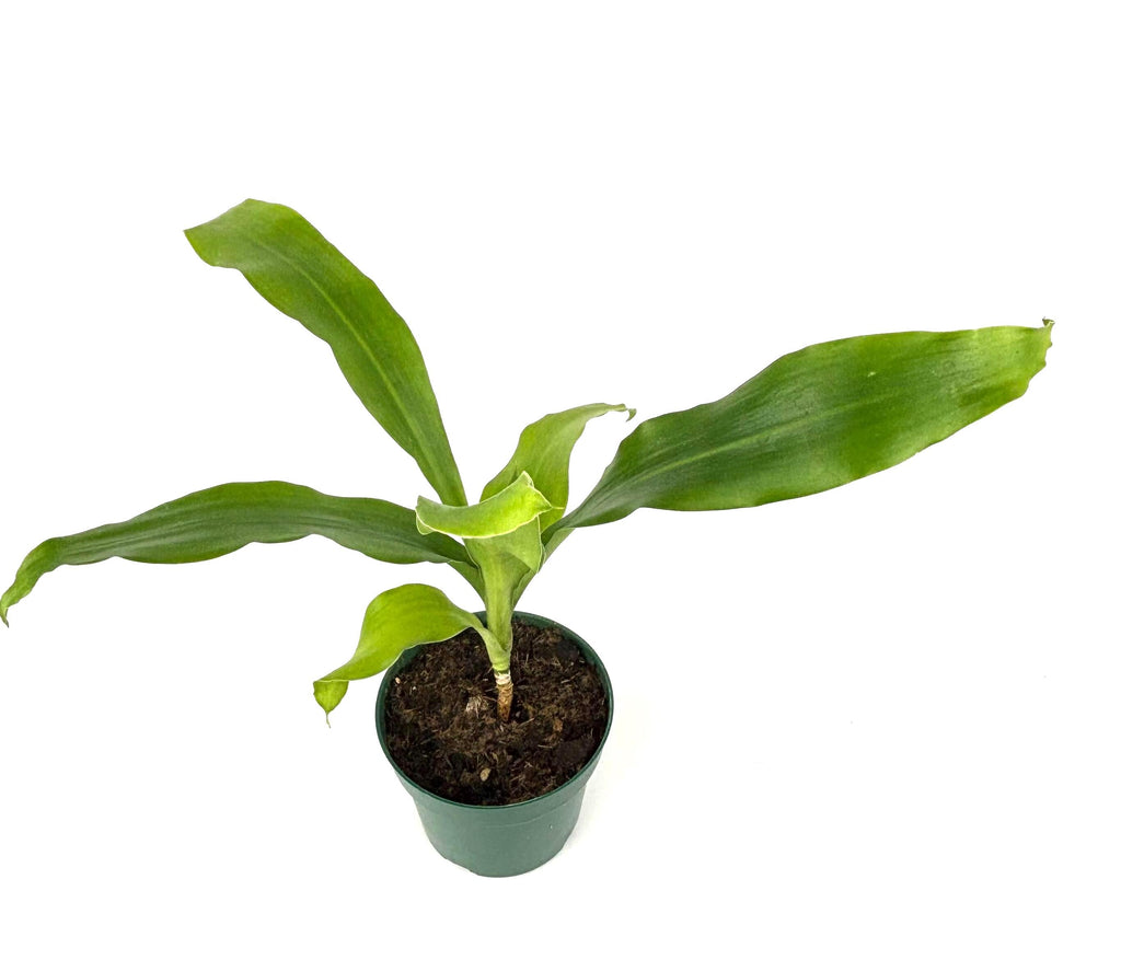 Dracaena Dhara Singh, 4-Inch Pot