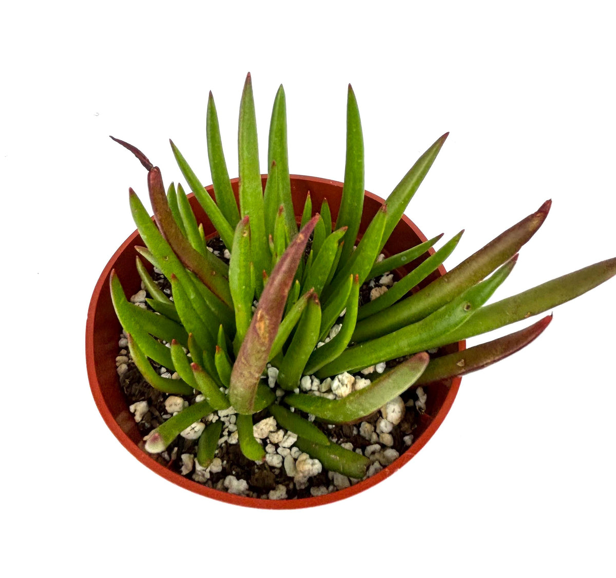 Crassula Devil’s Horns (Crassula hirta), 4-Inch Pot — original Etsy listing photo 2