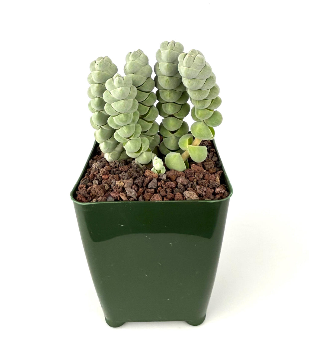 Crassula plegmatoides Succulent, 4-Inch Pot