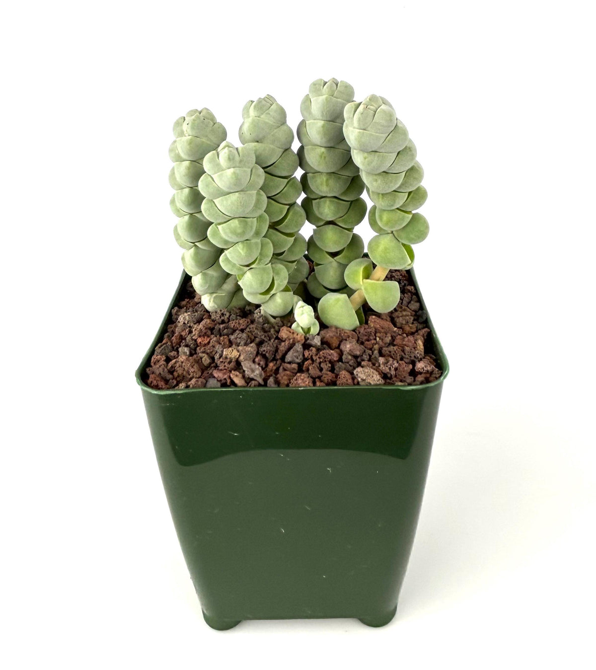 Crassula plegmatoides Succulent, 4-Inch Pot
